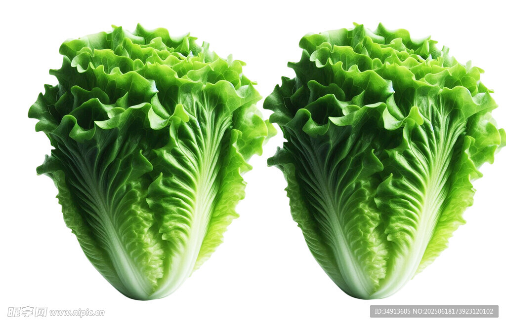 生菜