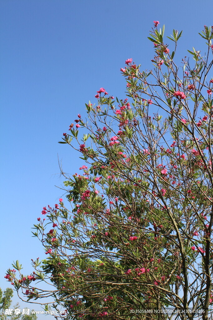 夹竹桃  