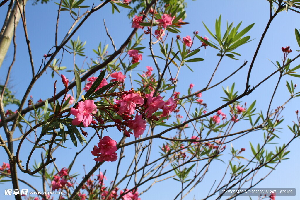 夹竹桃 