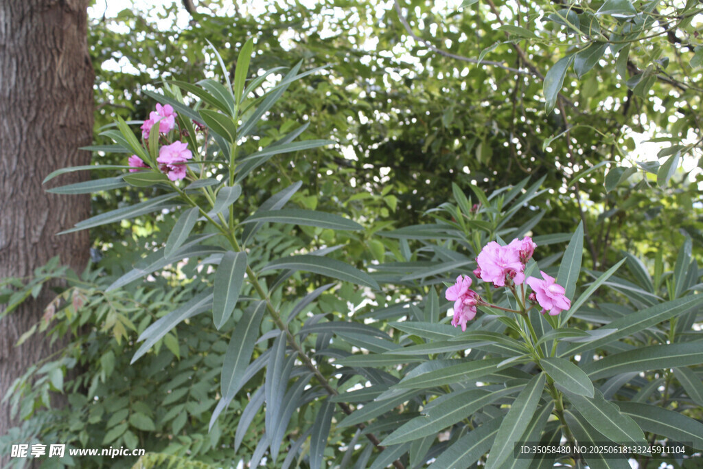 夹竹桃  