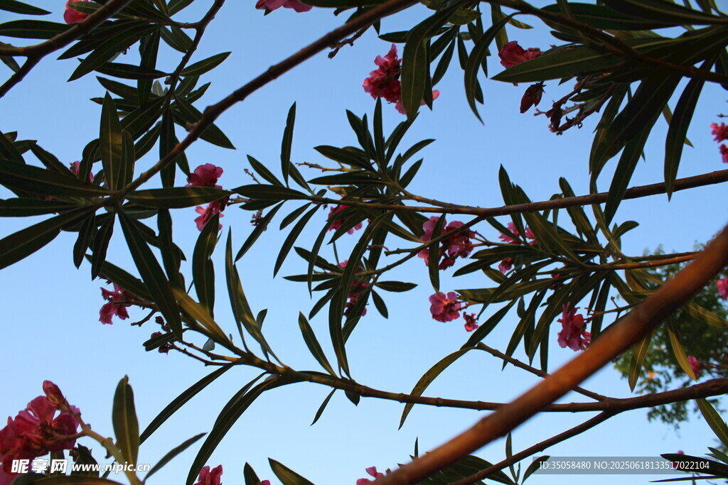 夹竹桃  