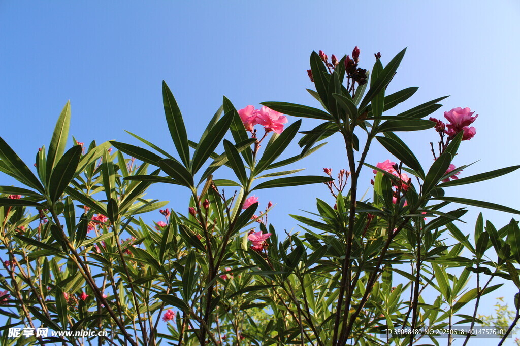 夹竹桃 