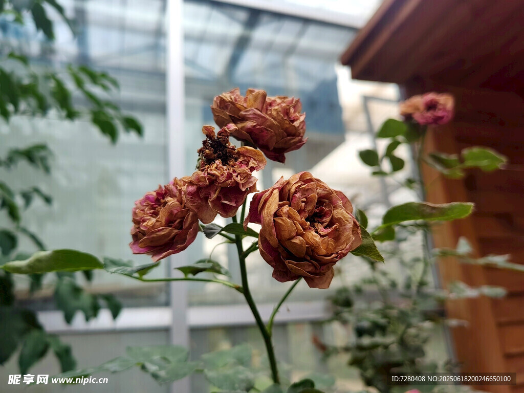 枯萎的玫瑰