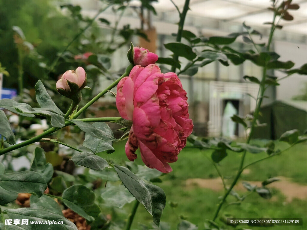 娇艳绽放的粉色月季花