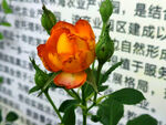 橙色玫瑰绽放于文字前