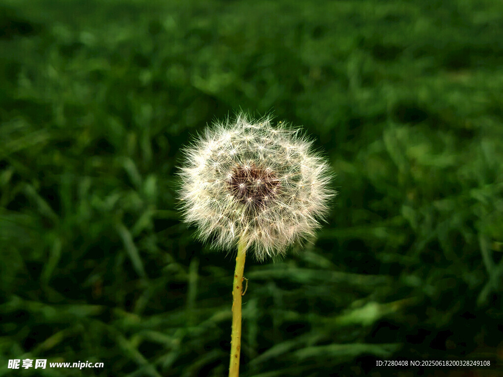 草地上的蒲公英