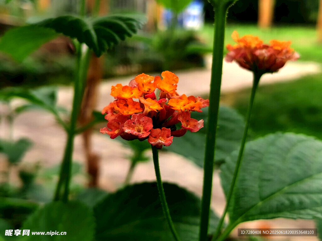 鲜艳马缨丹绽放于绿植间