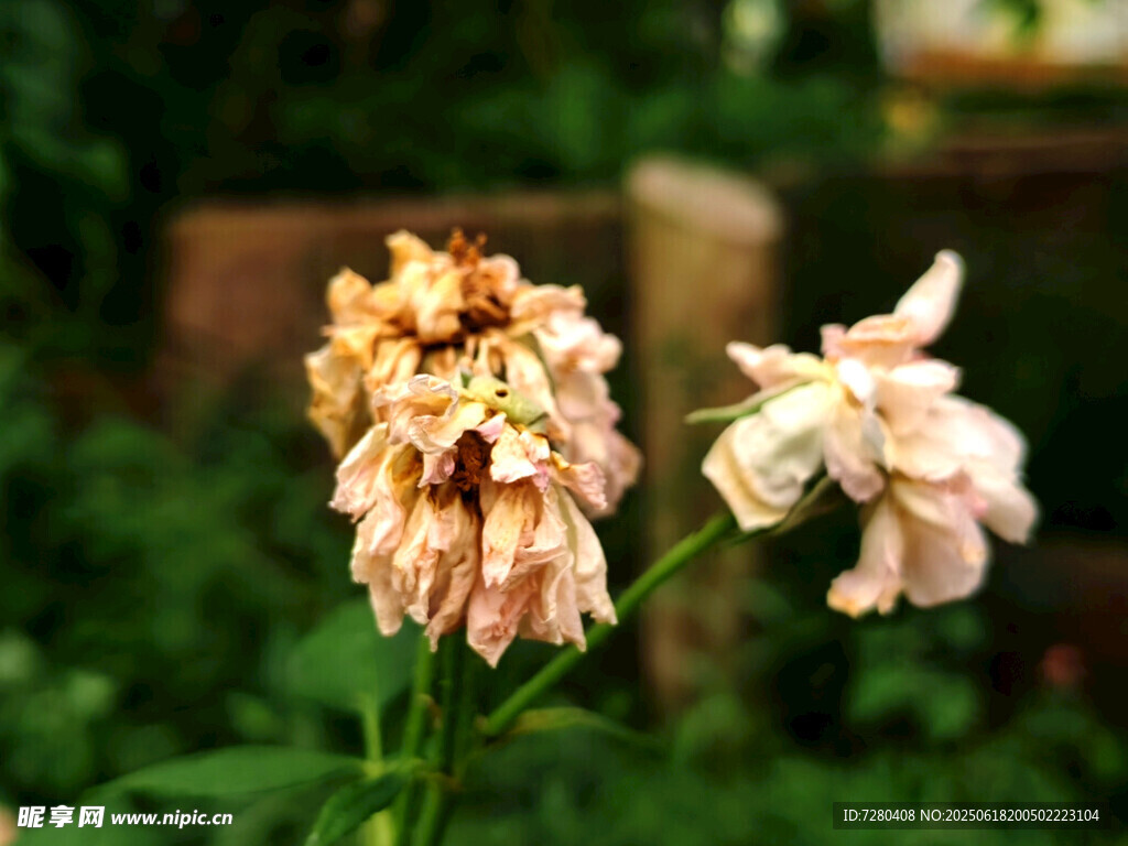 枯萎芍药花