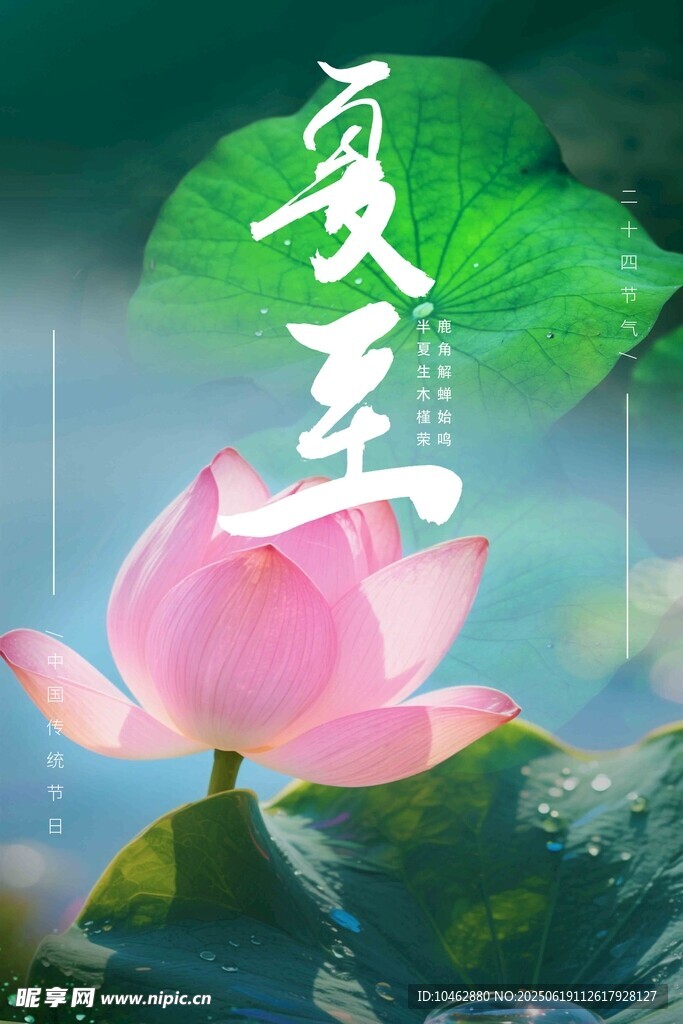 二十四节气夏至荷花海报