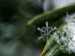 叶片上的精致雪花