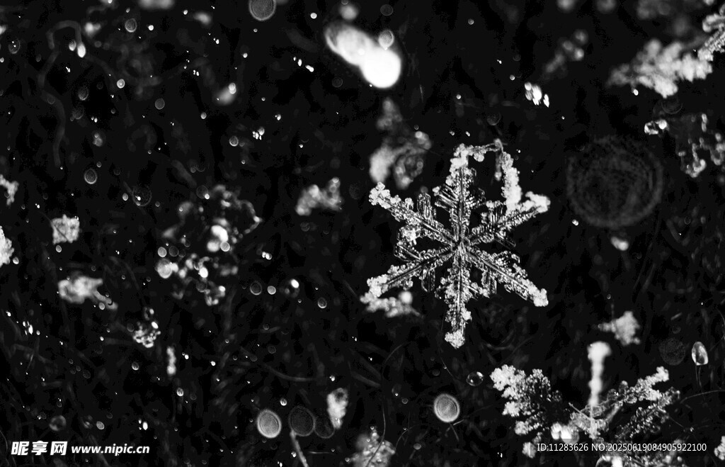 晶莹雪花特写
