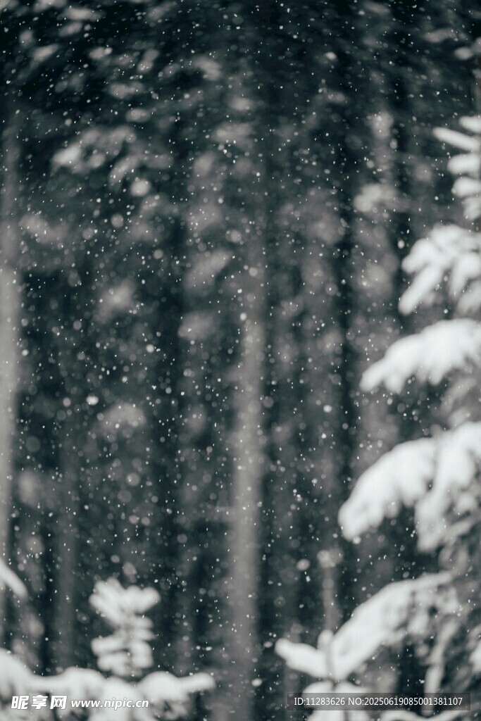 雪覆森林