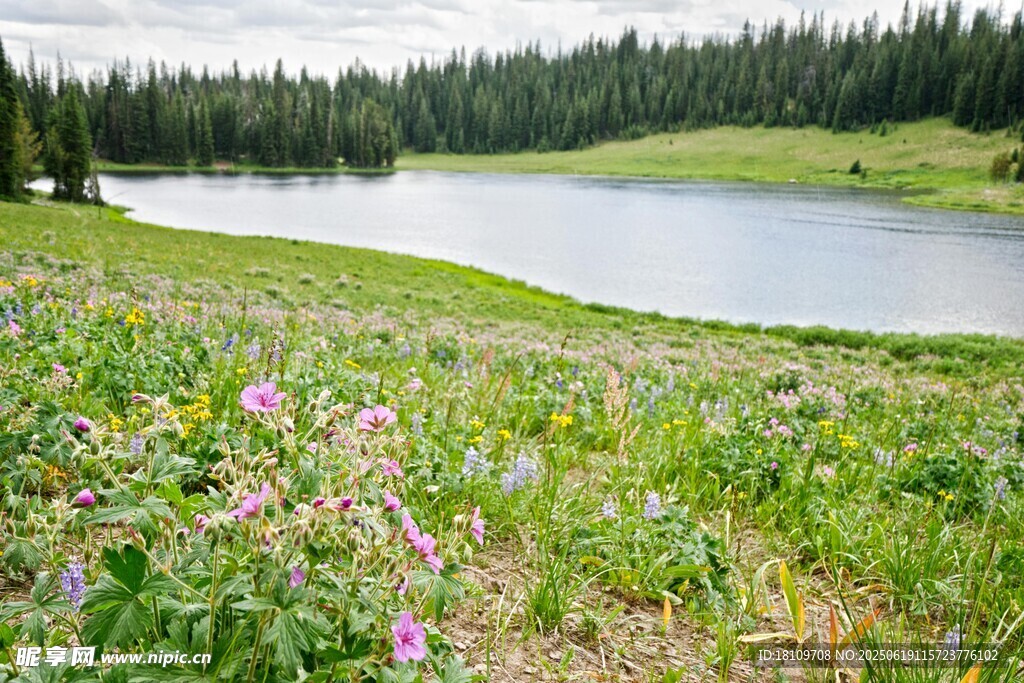 湖畔花草与远处山林美景