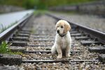 铁轨上的可爱幼犬