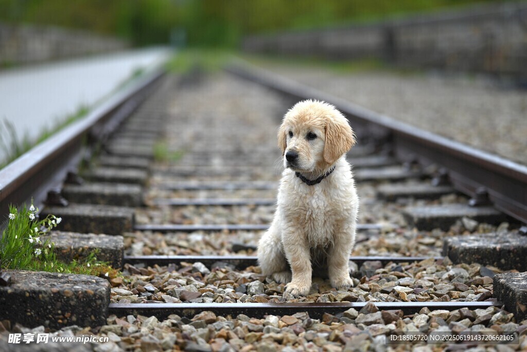铁轨上的可爱幼犬
