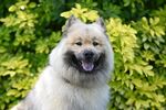可爱松狮犬