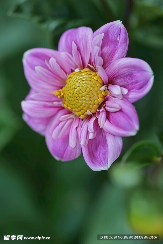 娇艳粉色花朵特写