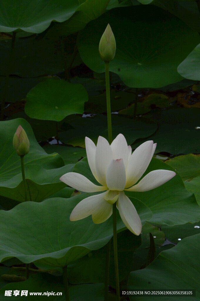 荷花荷叶 