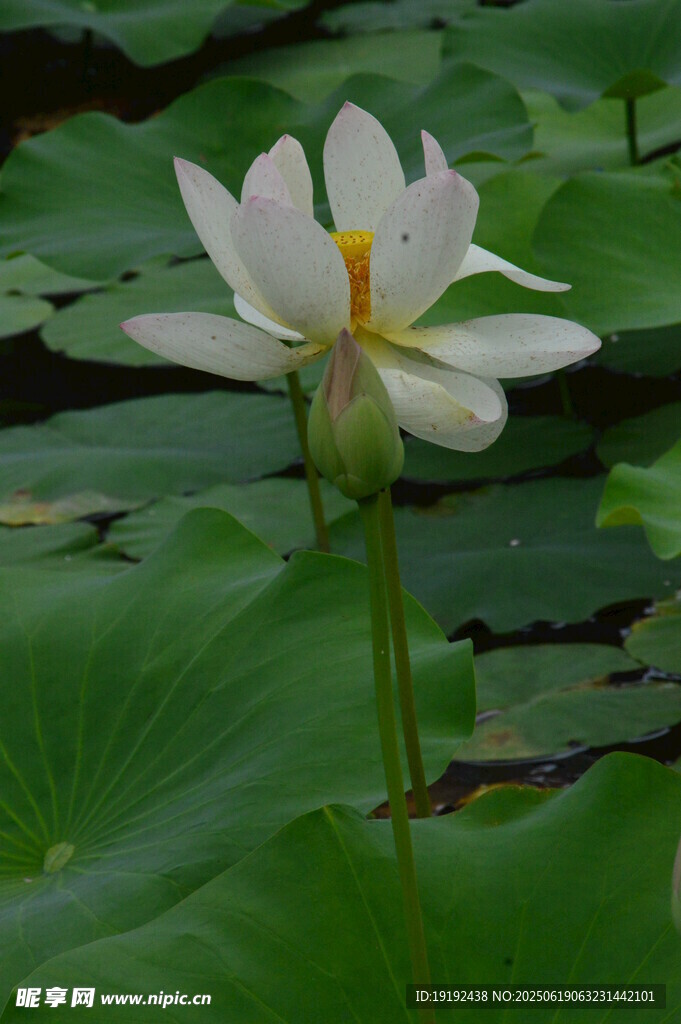 荷花荷叶  