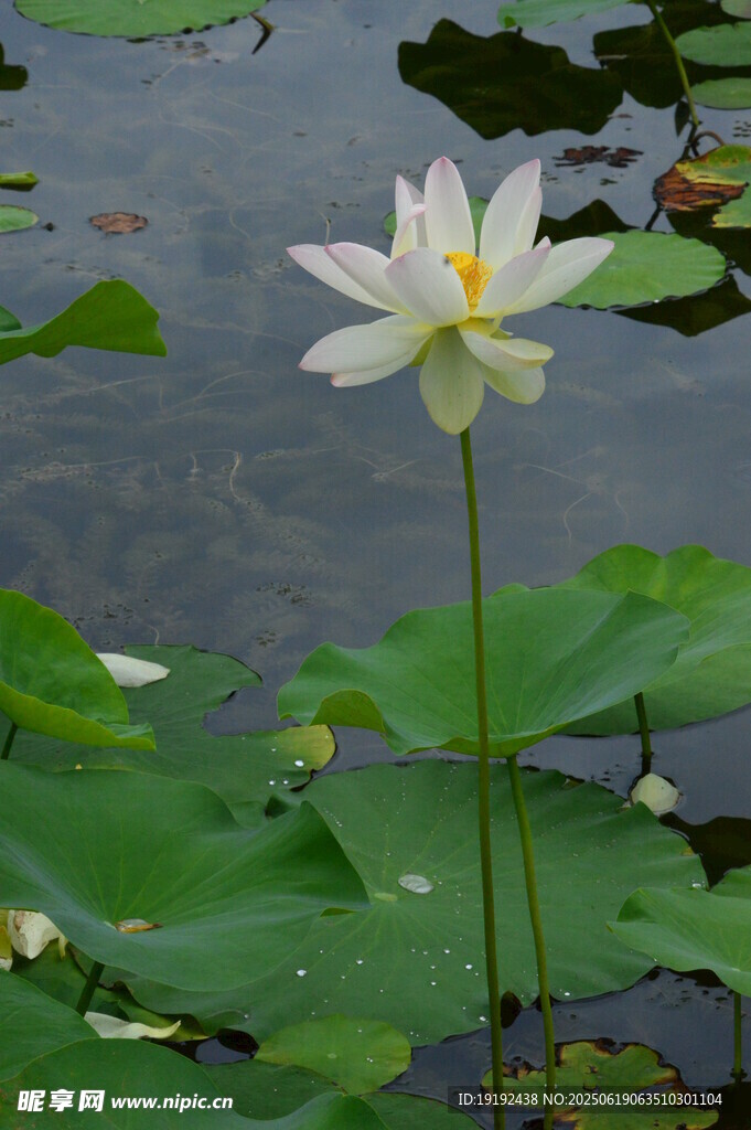 荷花荷叶  