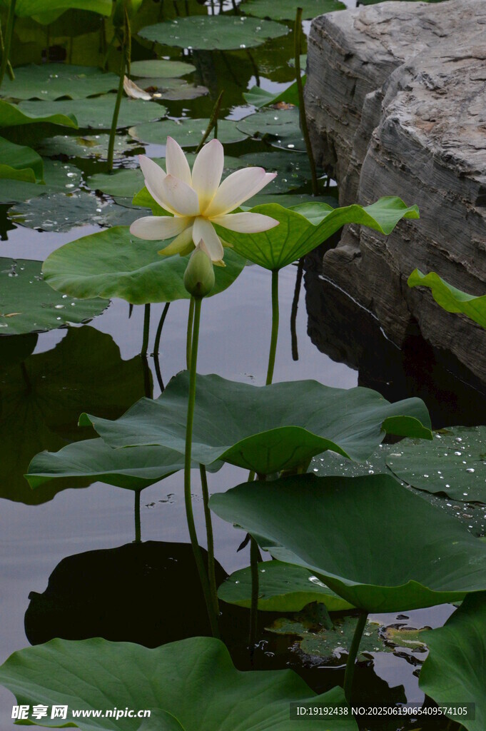 荷花荷叶  