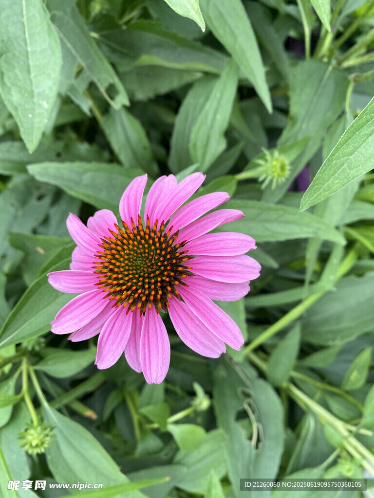 松果菊