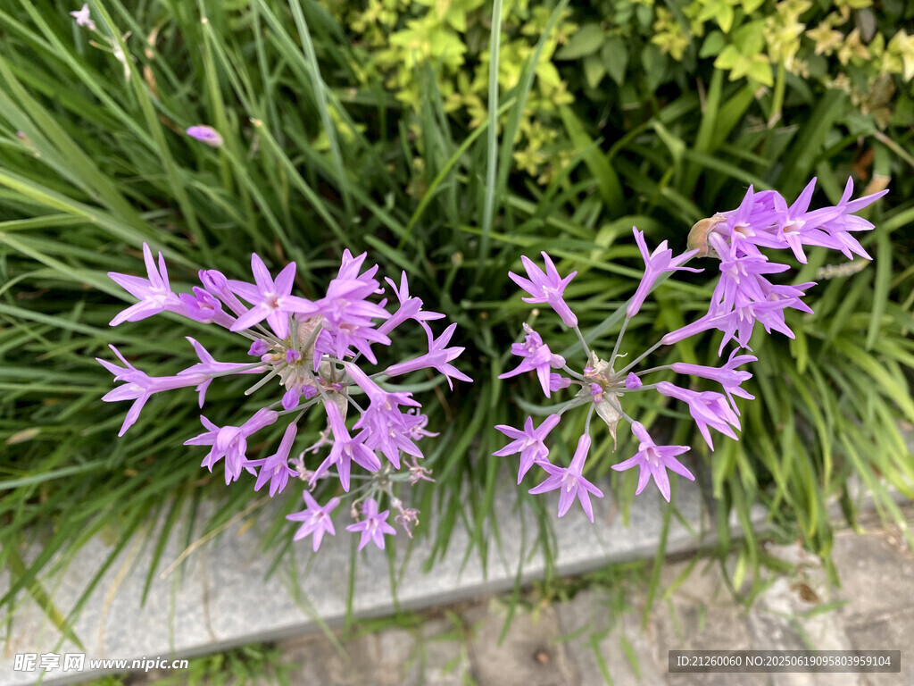 紫娇花