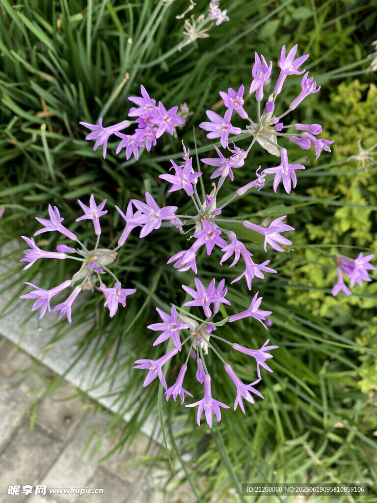 紫娇花 