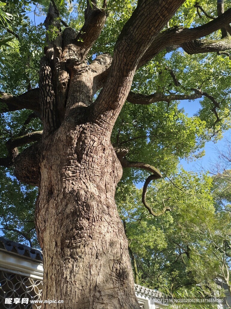 古树