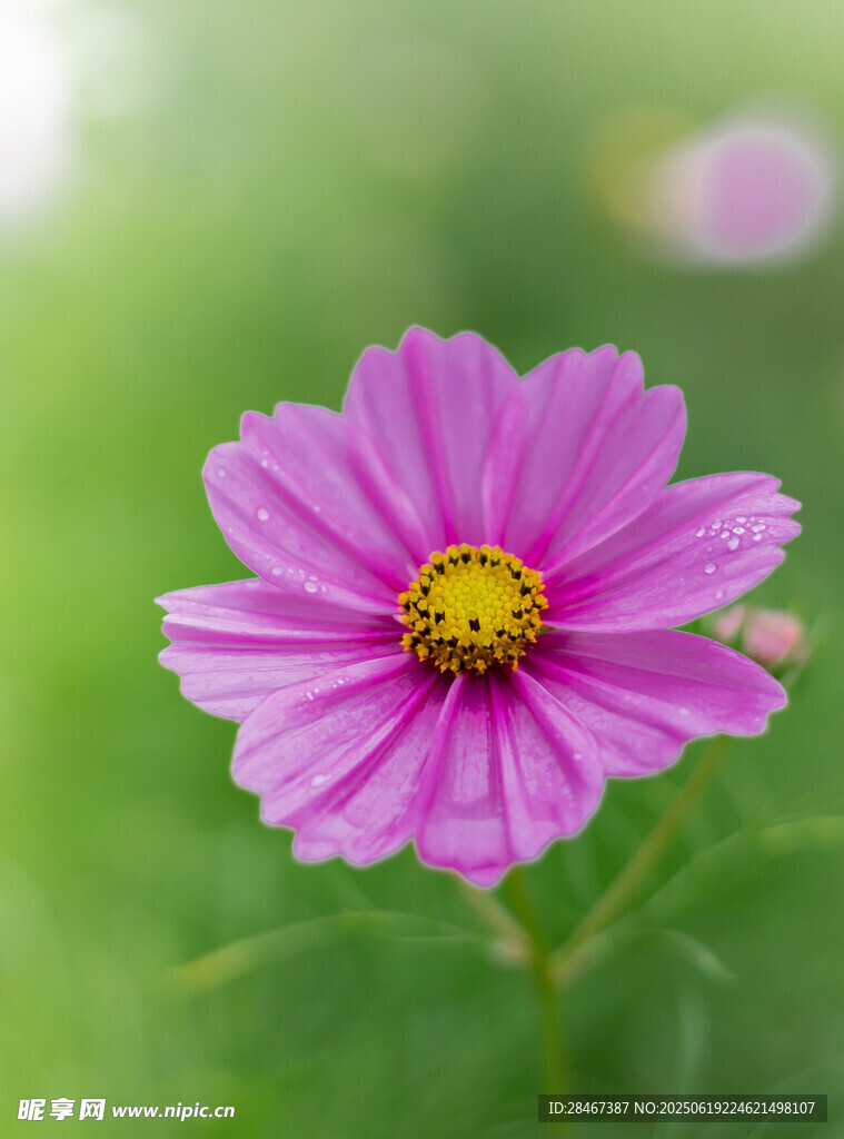 格桑花
