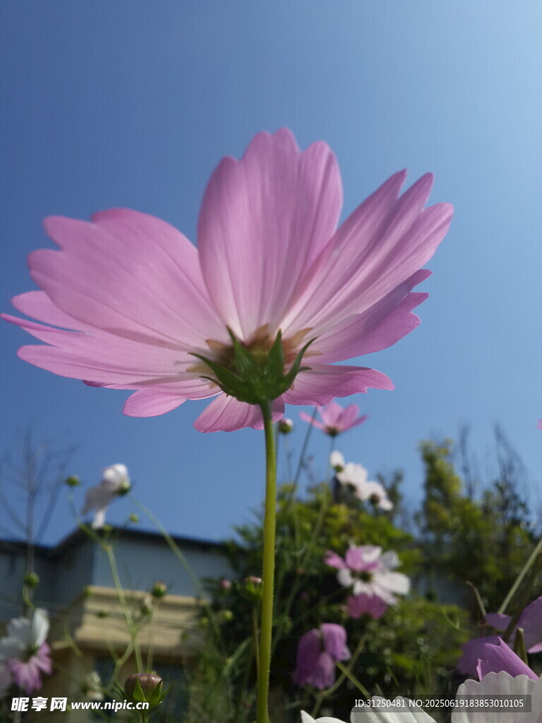 阳光下的粉色波斯菊