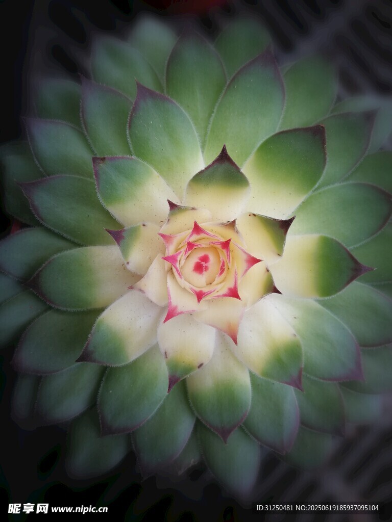 多肉植物特写