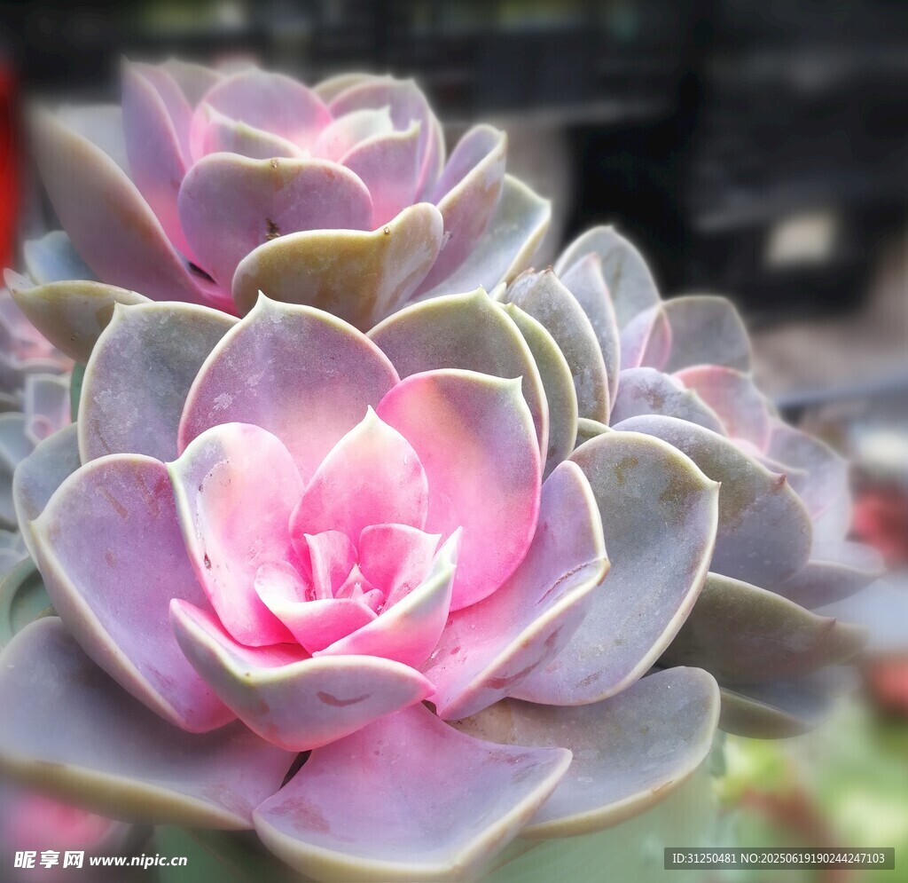 粉嫩多肉植物特写