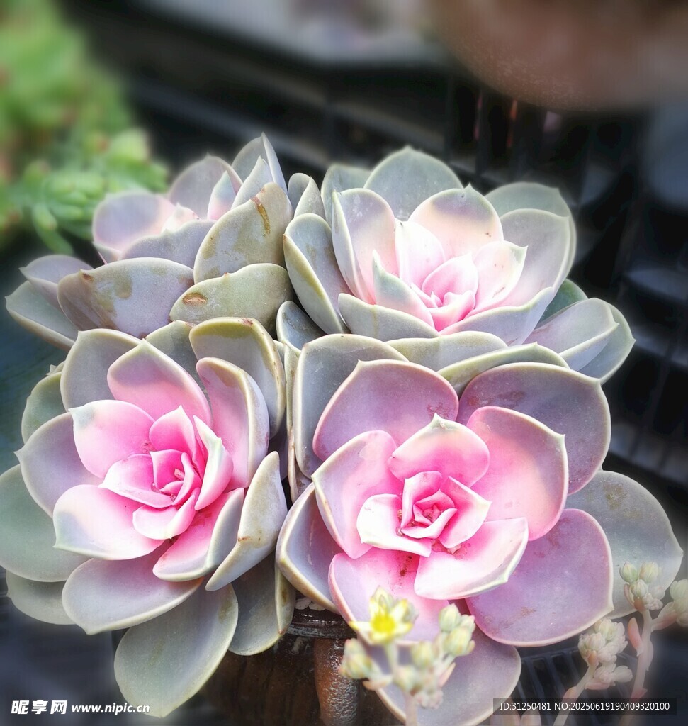 粉嫩多肉植物绽放之美
