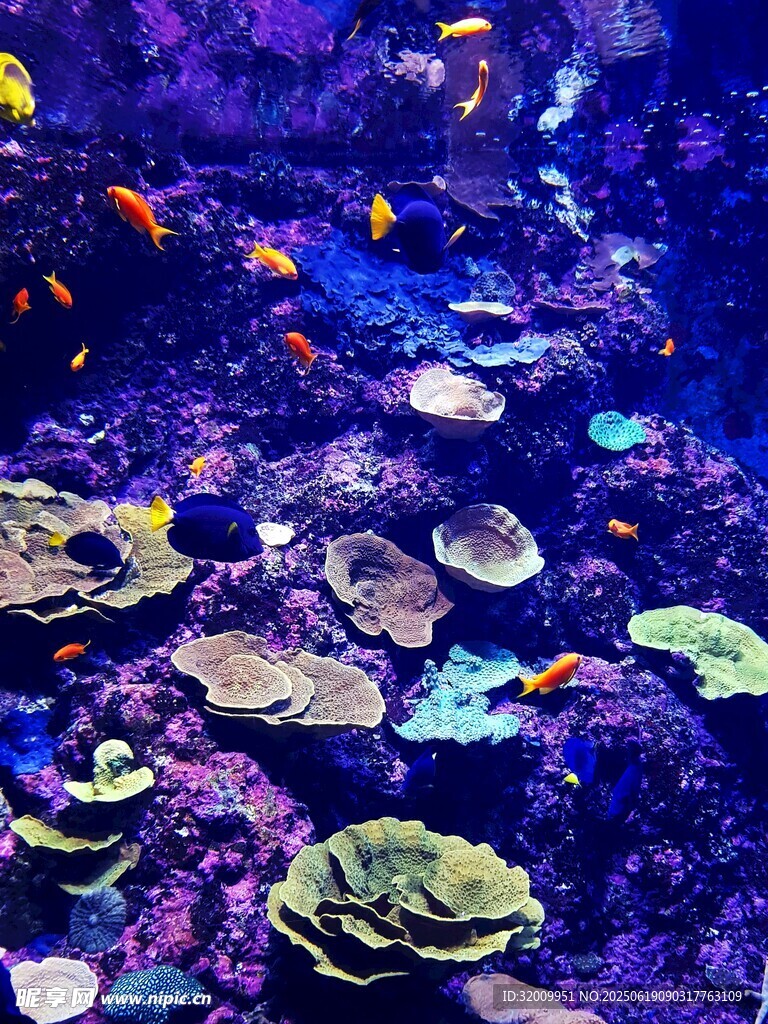梦幻海底珊瑚与热带鱼