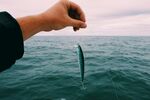 手拎海鱼于广阔海面