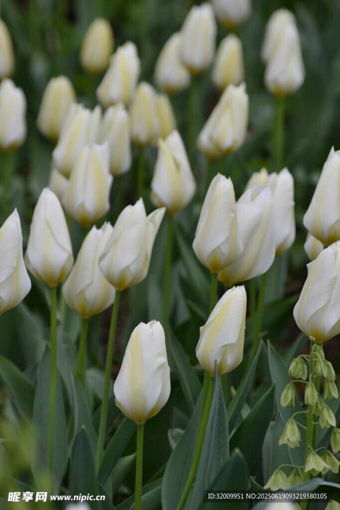 白色郁金香花海