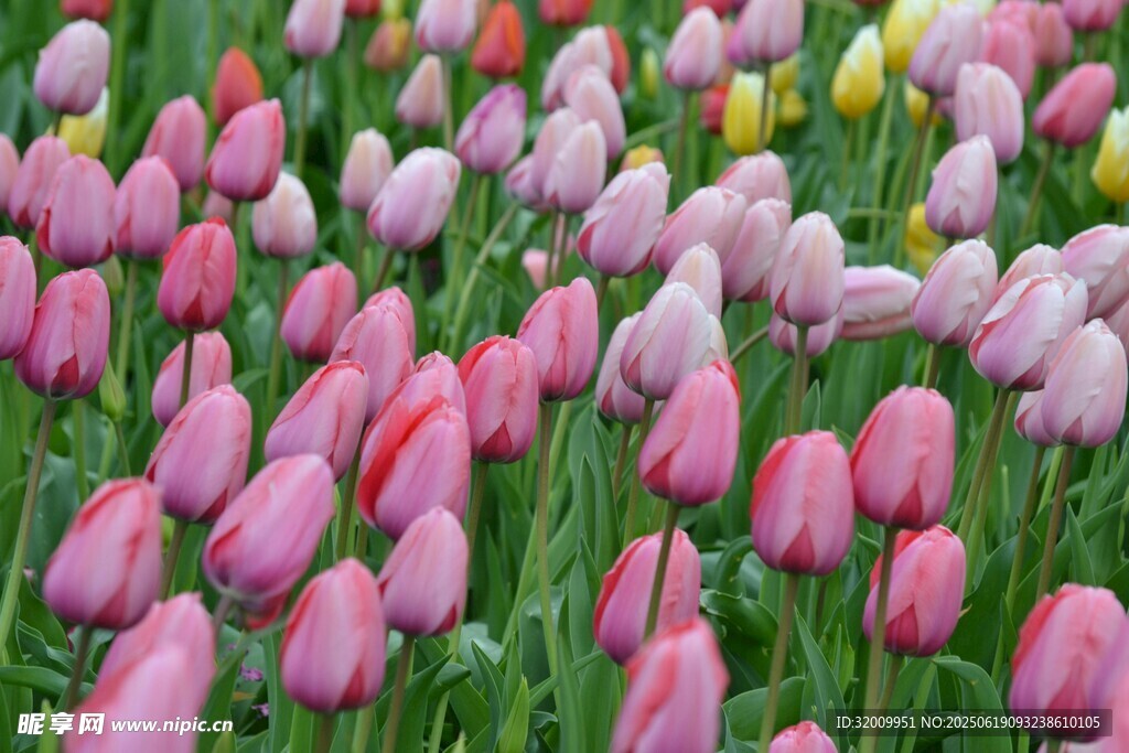 缤纷郁金香花海
