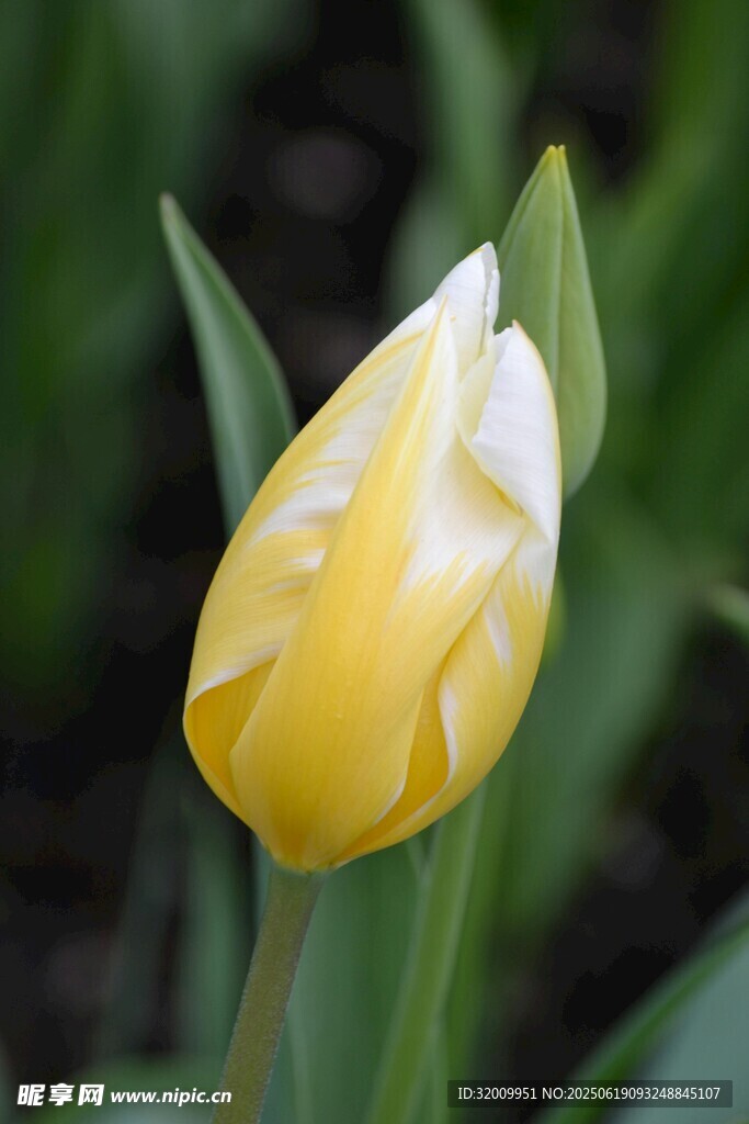 黄色郁金香花苞特写