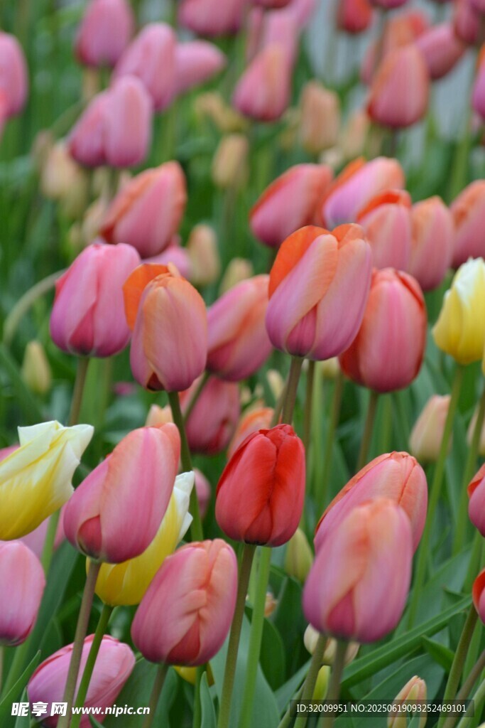 多彩郁金香花海