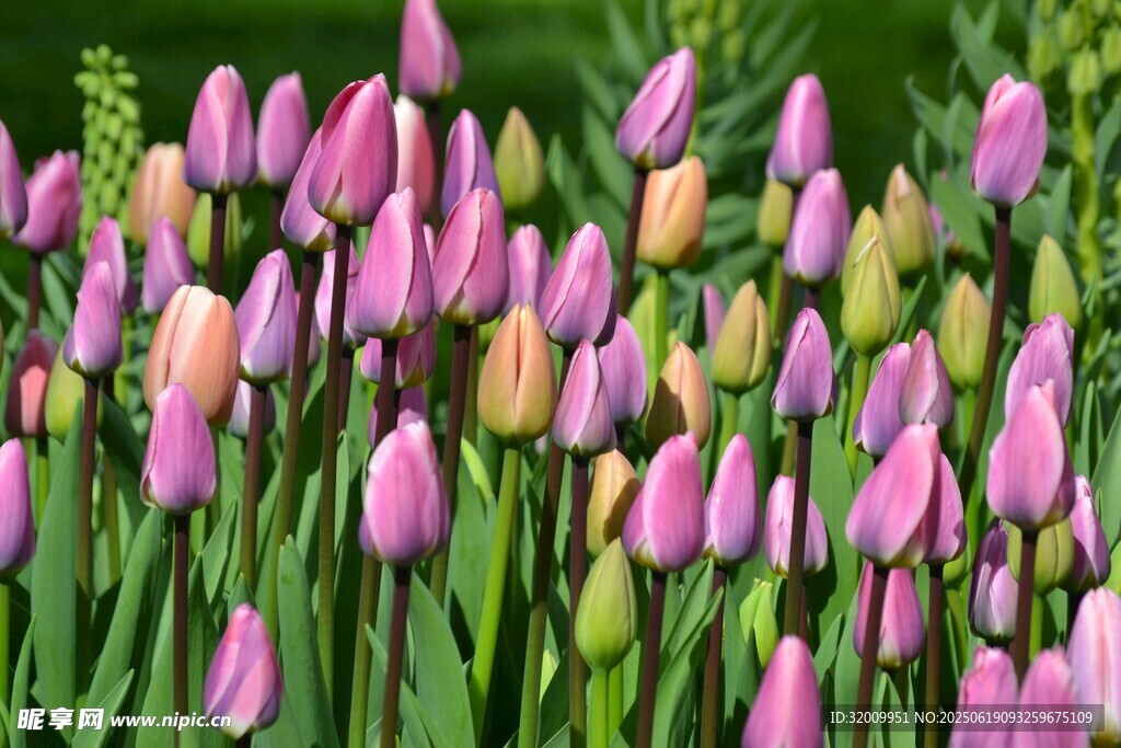 缤纷郁金香花海