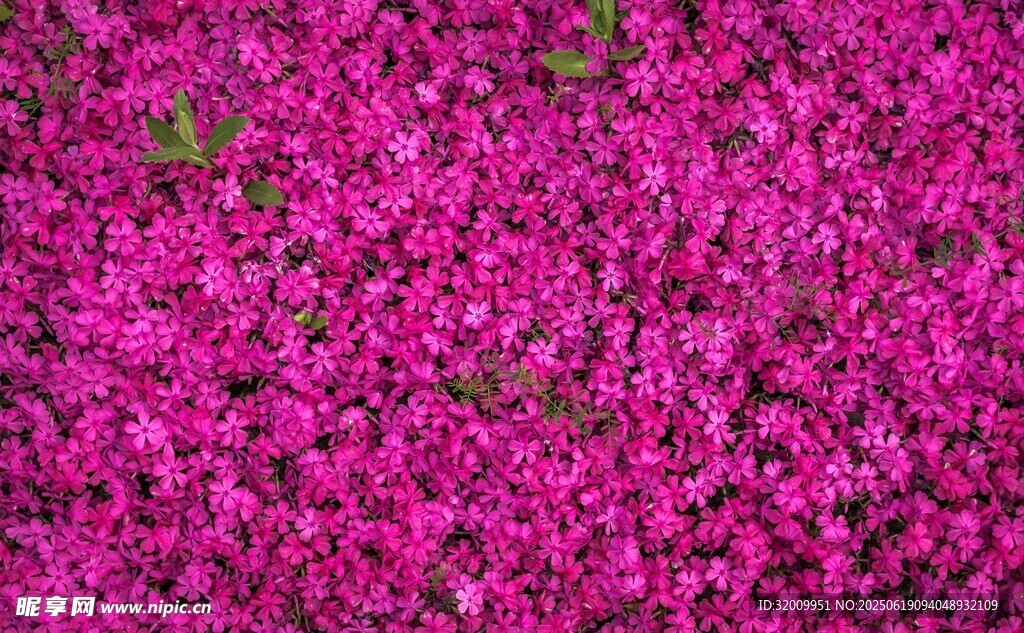 浪漫紫花盛放