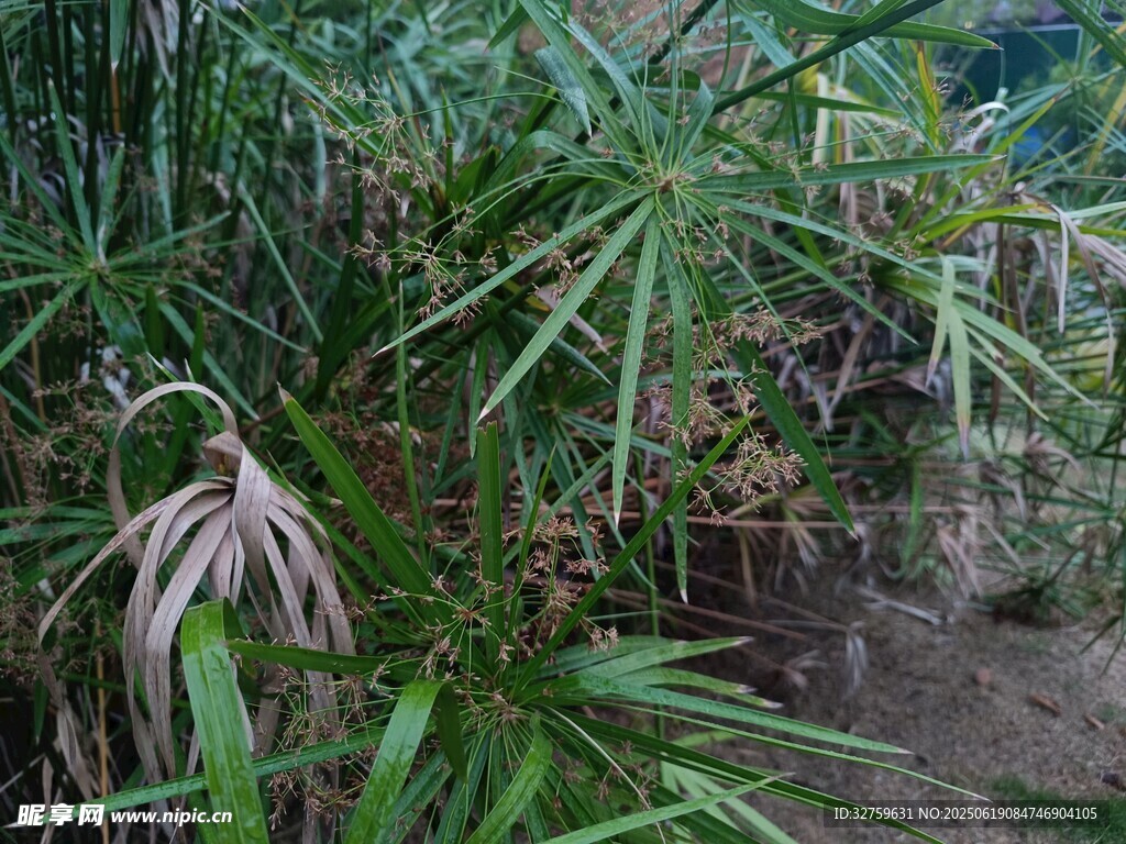 茂密绿植中的多样叶片