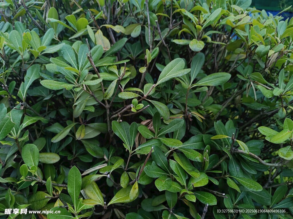 茂密绿植景观