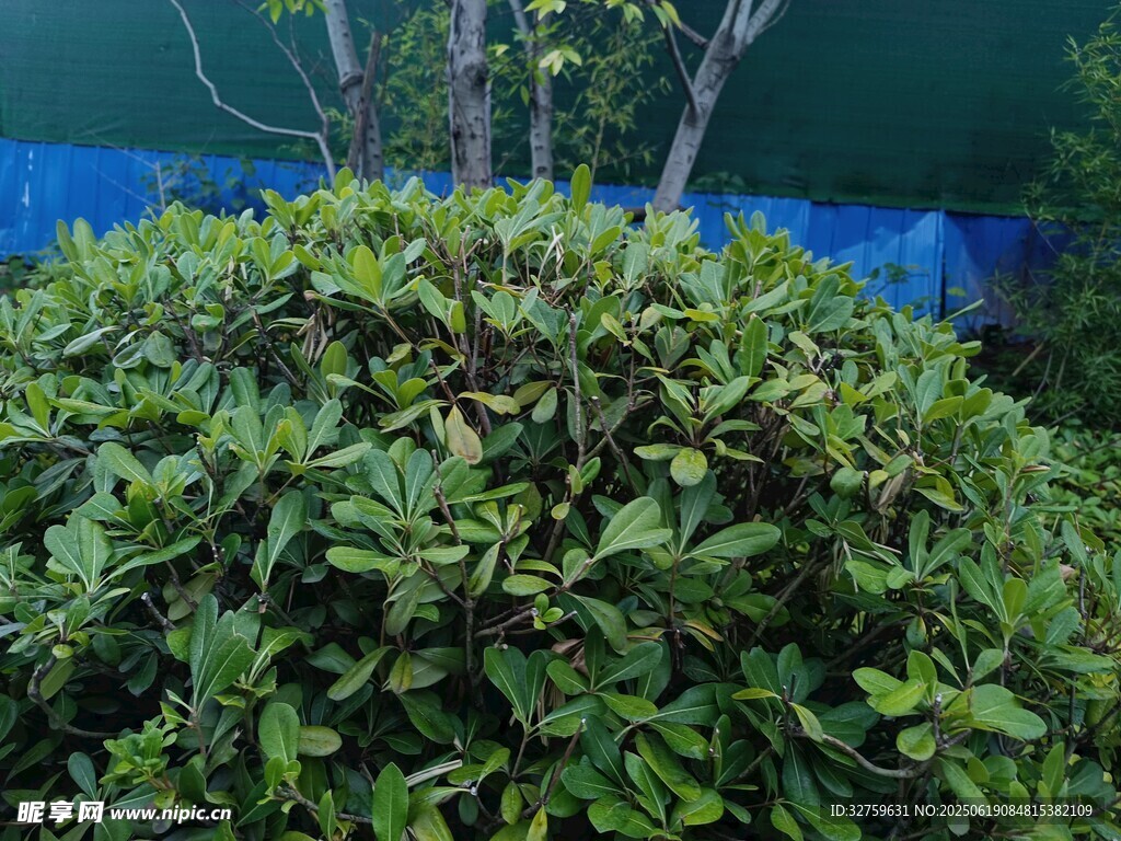 球形绿植特写