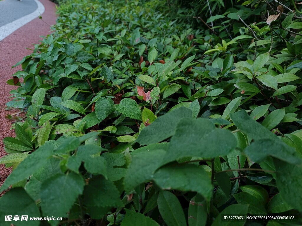 绿叶繁茂的植物景观