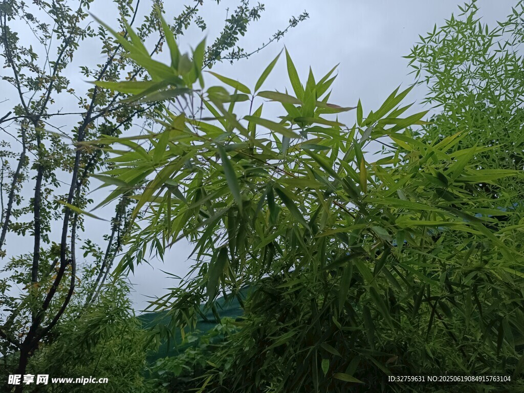 翠绿竹林景致