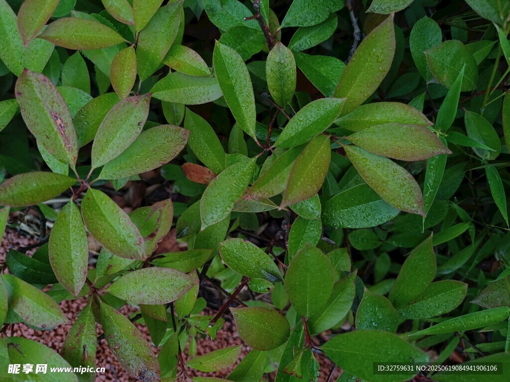 绿叶植物特写