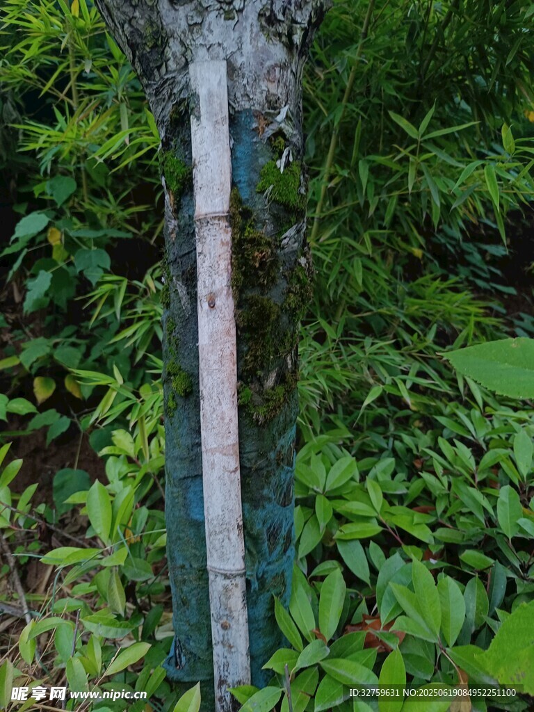 树干上的测量标尺