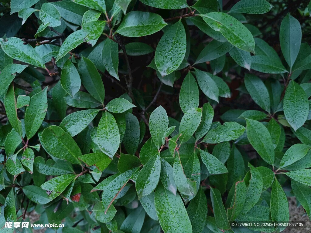 翠绿繁茂的植物叶片